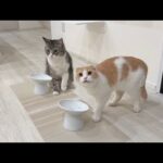 留守番中にペース配分を間違ってごはんを完食しちゃった猫たちがこうなってました…(YouTube)