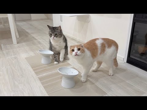 留守番中にペース配分を間違ってごはんを完食しちゃった猫たちがこうなってました…(YouTube)