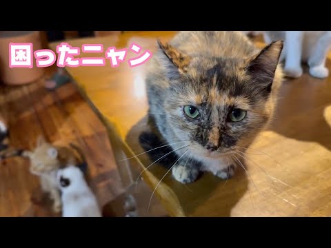 困ったニャンなのよ  2024 12 15 1(YouTube)