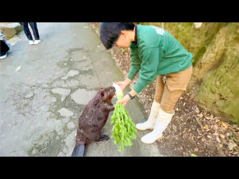 大根をもらえてハッピーなビーバーがこの後ブチギレますw(YouTube)