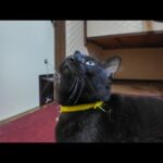 【猫旅館】部屋で寛いでいると黒猫ちゃんが部屋に遊びに来た(YouTube)