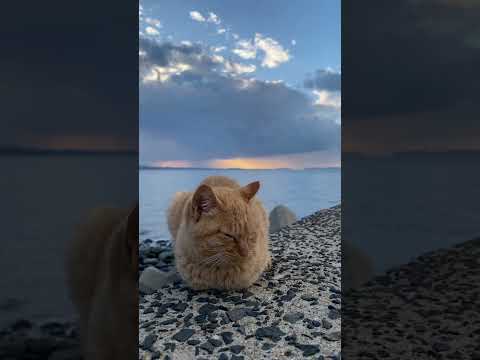 防波堤の子猫　#猫 #猫島 #shorts(YouTube)