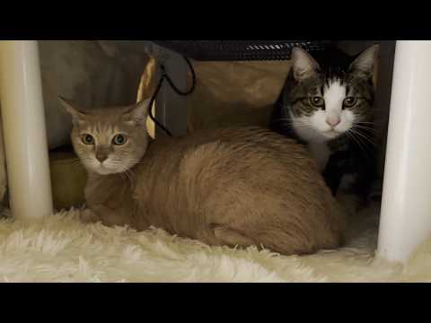 怒られてることに納得できず不服そうな猫(YouTube)