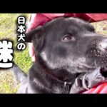 【日本犬】何故思い通りにならないのか？(YouTube)