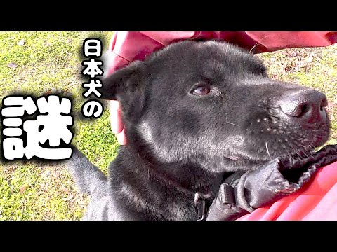【日本犬】何故思い通りにならないのか？(YouTube)