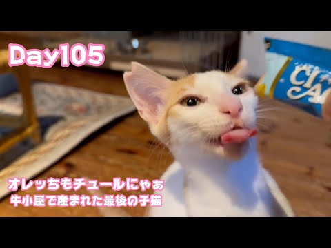 オレッちもやっぱりチュールがすきなんだよぉ 牛小屋で産まれた最後の子猫 Orion Day105 2024 12 25 2(YouTube)