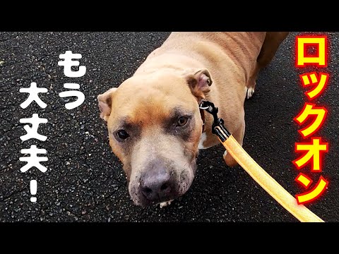 【もう悩まない】散歩中のロックオン早期解決方法(YouTube)