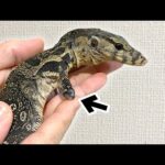 腕がなくなったオオトカゲを保護しました(YouTube)