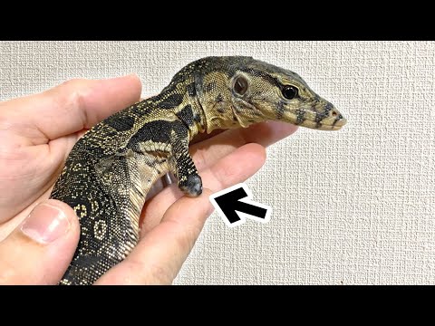 腕がなくなったオオトカゲを保護しました(YouTube)
