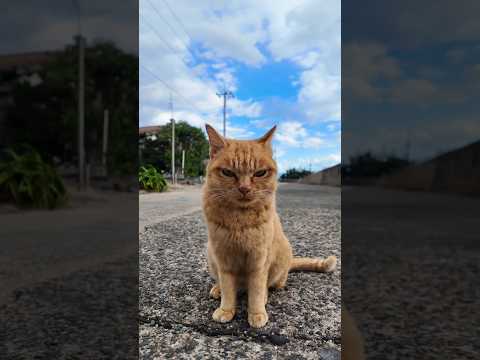 海沿いの道で出会った茶トラ猫　#猫 #猫島(YouTube)