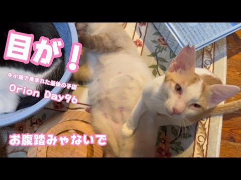 目が！ 目薬も平気だよ 牛小屋で産まれた最後の子猫 Orion Day96　2024 12 15 2(YouTube)