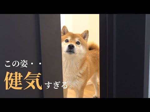 自分も苦手なのに妹のシャワーを健気に応援する柴犬が可愛すぎる。。(YouTube)
