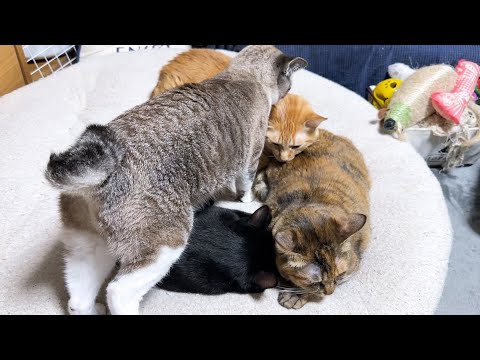 猫たちを起こさないように猫団子の中心になっていく繊細な姫猫が可愛すぎます(YouTube)