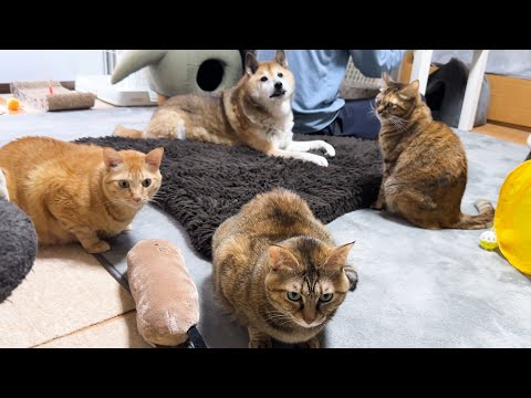 猫部屋でお仕事をすると次から次へと猫たちが来て仕事どころじゃなくなりました笑(YouTube)