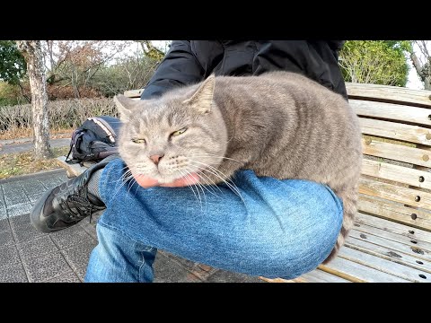 あまり乗り気でないトトロ猫をひざの上に誘った結果・・・(YouTube)