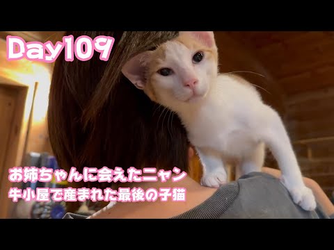 お姉ちゃんにまた会えたニャン  牛小屋で産まれた最後の子猫 Orion Day109  2024 12 29 1(YouTube)