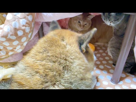 猫のことが心配すぎて猫の居場所を確認すると尻尾をフリフリ喜ぶ柴犬が可愛すぎます(YouTube)