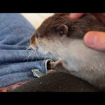 子供にあまりにも愛されすぎているカワウソが可愛い Cute otter who is loved too much by his child.(YouTube)