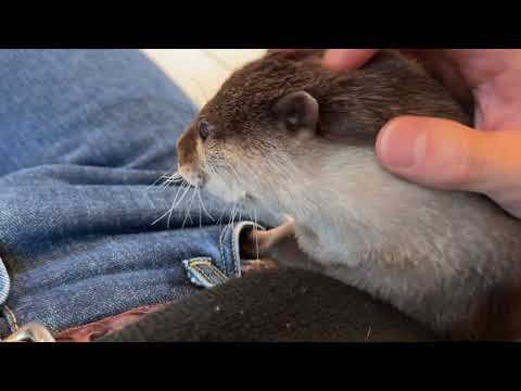 子供にあまりにも愛されすぎているカワウソが可愛い Cute otter who is loved too much by his child.(YouTube)