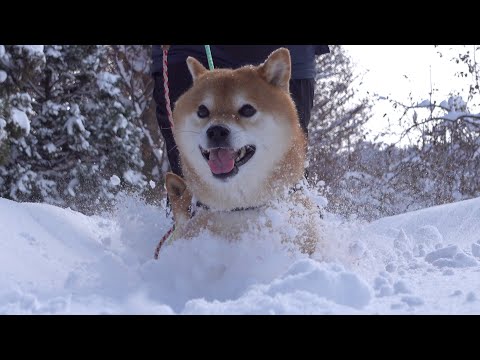 大雪ではしゃぐ柴犬ハチ‥帰宅すると落ち込む事態に。(YouTube)