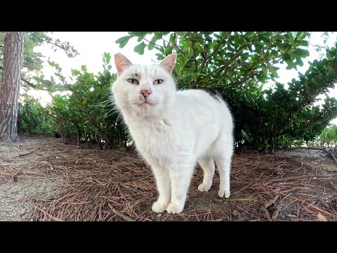 人間にも後輩猫にも優しく接するマロ猫ちゃん(YouTube)