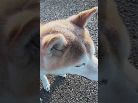 柴犬エカちゃん #shorts #エガちゃん #テトリス(YouTube)