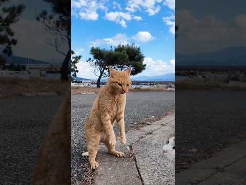 一触即発！猫島での猫の喧嘩 #猫 #猫島 #shorts(YouTube)