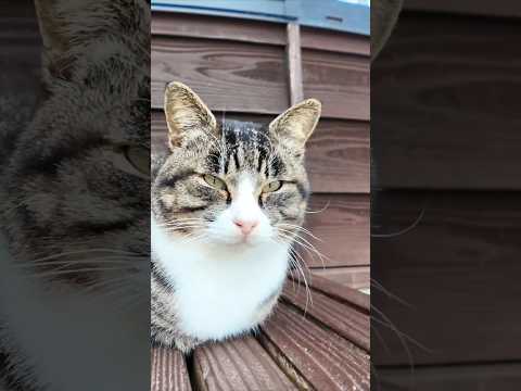 猫島のフェリー乗り場は楽しい #猫 #猫島 #shorts(YouTube)