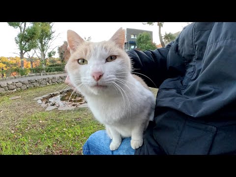 ミルクティー猫ちゃんがひざの上にのって甘えてきた(YouTube)