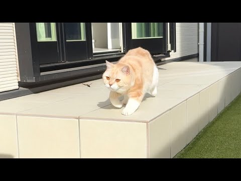 室内育ちのぽっちゃり猫が庭で初めて虫を見つけたらとんでもないことになりましたw(YouTube)