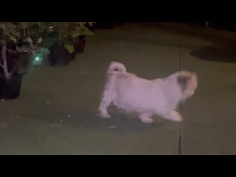 夜な夜な庭に現れた怪しすぎる犬(YouTube)