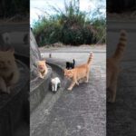 めちゃめちゃ付いてくる猫島の猫たち #猫 #猫島(YouTube)