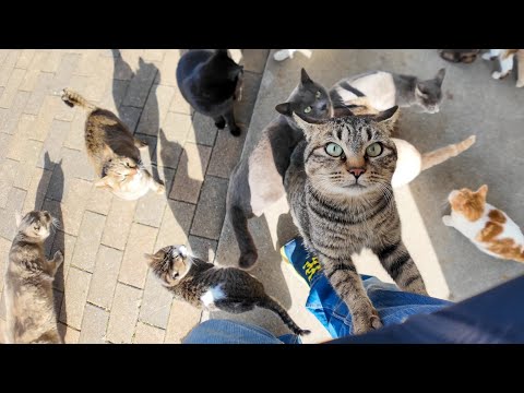 猫島の商店で菓子パンを買って店を出たら猫に取り囲まれた(YouTube)