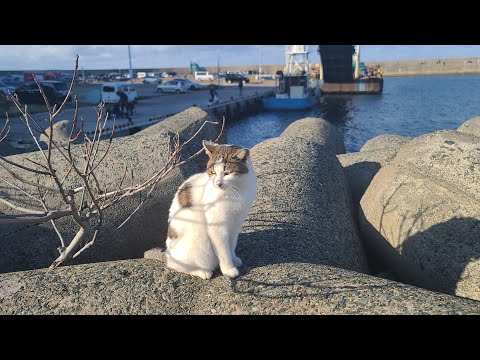感動猫動画 のライブ配信(YouTube)