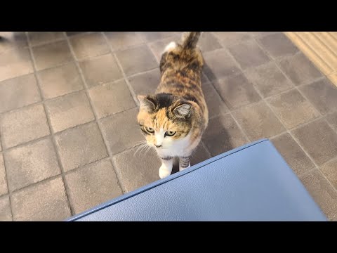 感動猫動画 のライブ配信(YouTube)