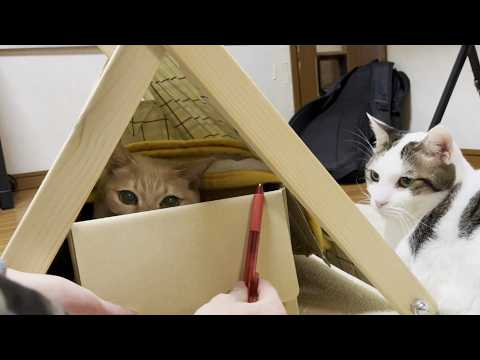 ヌルって出てくるところを見たい期待をいい意味で裏切る猫(YouTube)