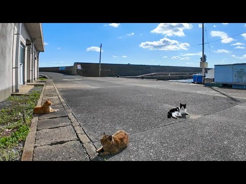 猫島の漁港では猫が沢山歩いている、いや猫しか歩いていない(YouTube)
