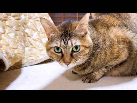 瞬間移動を目撃した麦わら猫の動きが面白すぎました(YouTube)