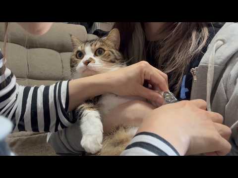 爪を切られる姿が大御所みたいに落ち着きすぎてる猫(YouTube)