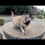 テーブルの上でサビ猫をモフったら鼻息を荒らげて喜んでくれた(YouTube)