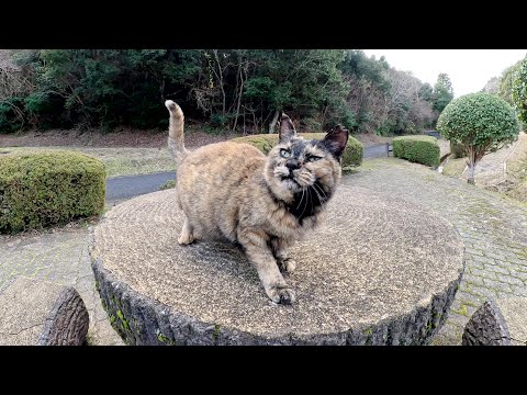 テーブルの上でサビ猫をモフったら鼻息を荒らげて喜んでくれた(YouTube)