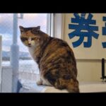 感動猫動画 のライブ配信(YouTube)