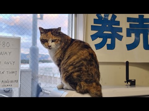 感動猫動画 のライブ配信(YouTube)