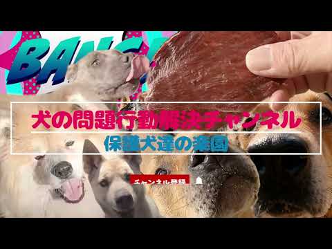 大変なことになりそうです(YouTube)