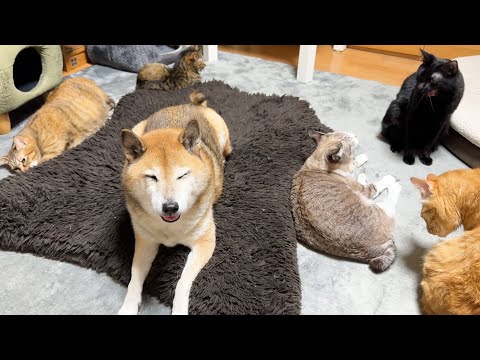 柴犬ママが愛した大家族はみんなとっても優しく成長しています(YouTube)