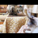 自由すぎる子ども猫を気にかけてくれる優しい姉猫(YouTube)