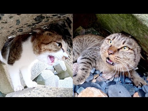 執念深いキジシロ猫がキジトラ猫を追いかけ回して喧嘩を売る(YouTube)