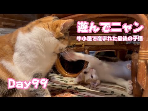 遊んでニャン パパ現る 牛小屋で産まれた最後の子猫 Day99   2024 12 19 1(YouTube)