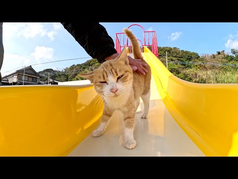 人間と一緒に公園へお出掛けして、すべり台で楽しそうに遊ぶ猫(YouTube)