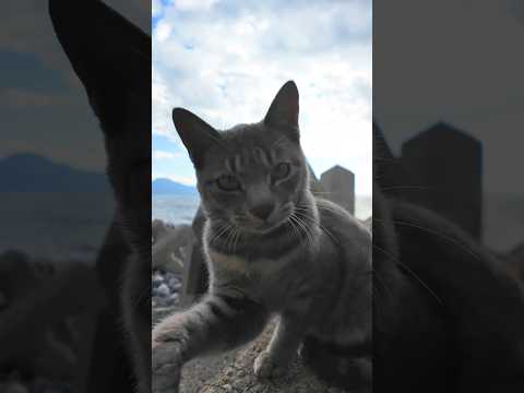 カメラを見ると必ず攻撃してくる子猫　#猫 #猫パンチ #子猫(YouTube)